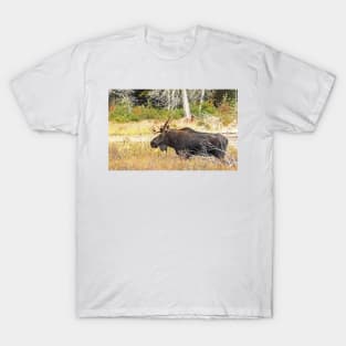 Big Bull Moose, Algonquin Park T-Shirt